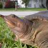 Malstronikus
