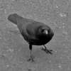 Corvus