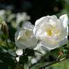 FinnishRose