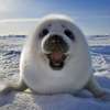 FluffyBearBoy