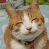 adnim