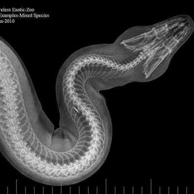 BVetMed 3 Introduction to Diagnostic Imaging