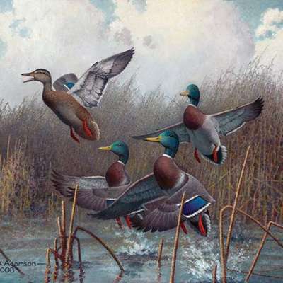North American Waterfowl
