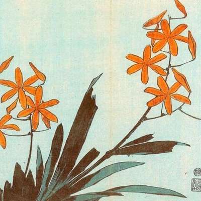 20 Flowers