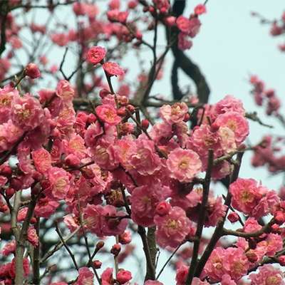 150 Most Common Japanese Name
