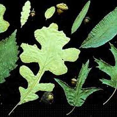 Leaf Morphology