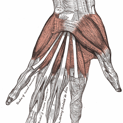 Anatomy of the hand