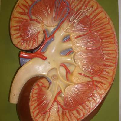 Anatomy and Physiology of the Kidney