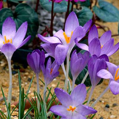 Plant Identification: Early Spring Plants