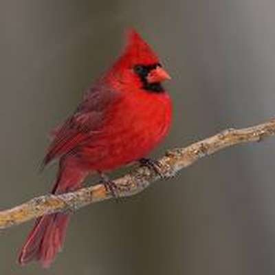 Birds of Midwest US