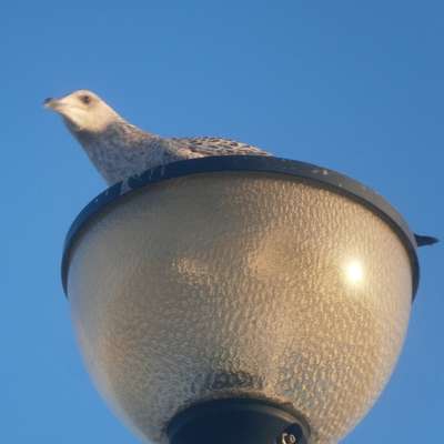 Birds in seaside towns