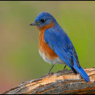 Birds of the Ozarks, US