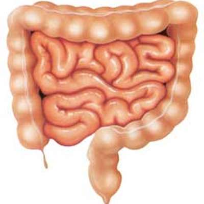 BVetMed 3 Alimentary