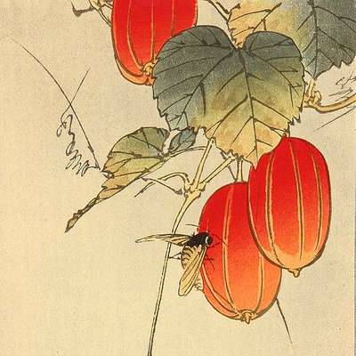 20 Fruits
