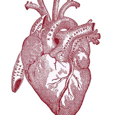 BVetMed 3 Cardiovascular
