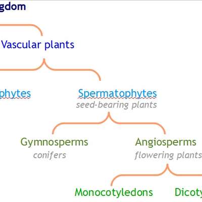 Plant Taxonomy