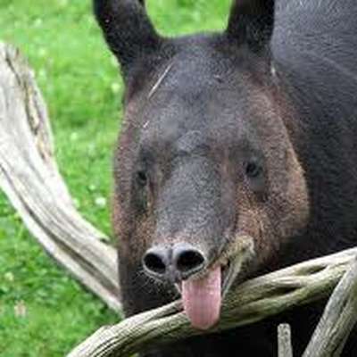 Tapirs