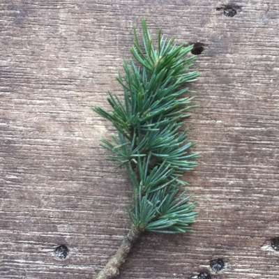 Plant Identification: Conifer Trees