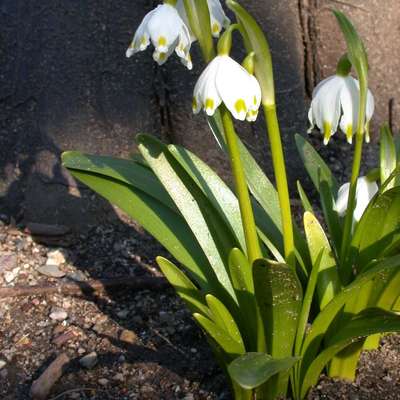 Plant Identification: Spring Flowers