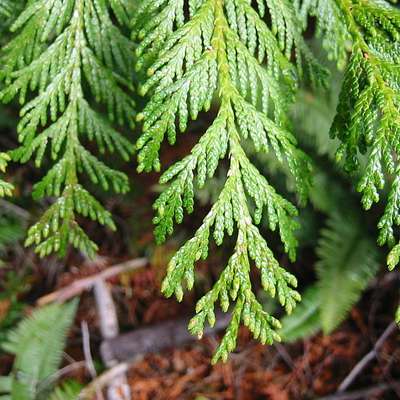 Plant Identification: Hedges