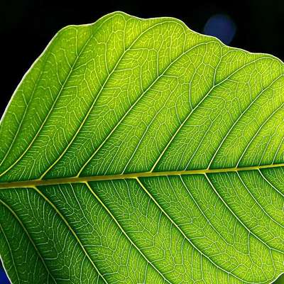 Plant cells