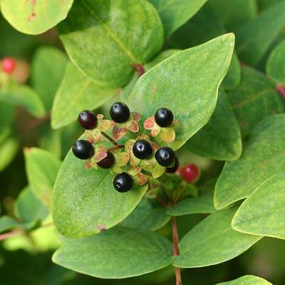 Shrubs of Britain