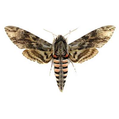 Moths of Northern Europe I.