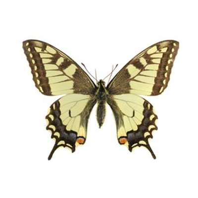 Butterflies of Northern Europe
