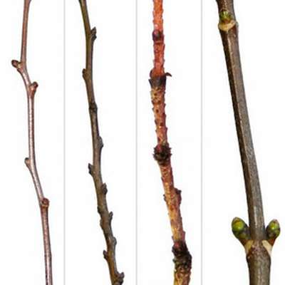 Plant Identification: Winter Twigs