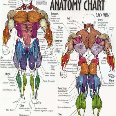Anatomy and Physiology