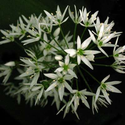 Native Herbs of Britain