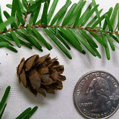 Conifirs of the Pacific Northwest