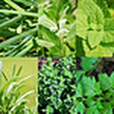 Identifying Culinary Herbs