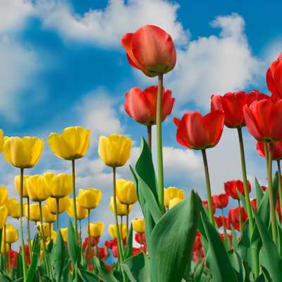 38 flowers in vietnamese [images]