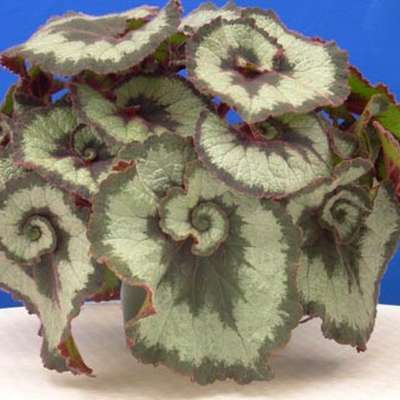 Plant Identification: Common Houseplants