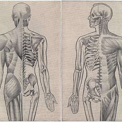 The human body