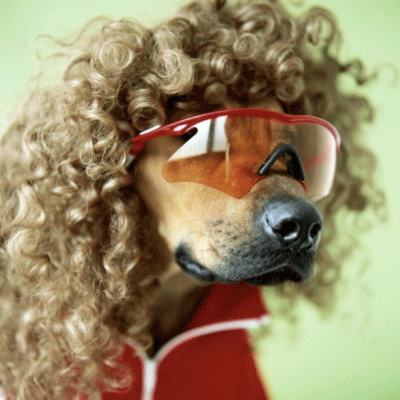Hound Dogs (And Other Breeds)