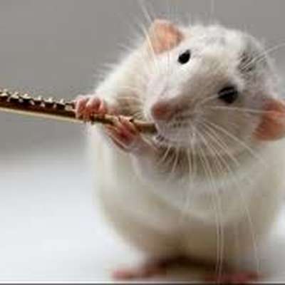 Animals (visual learning - pics only)