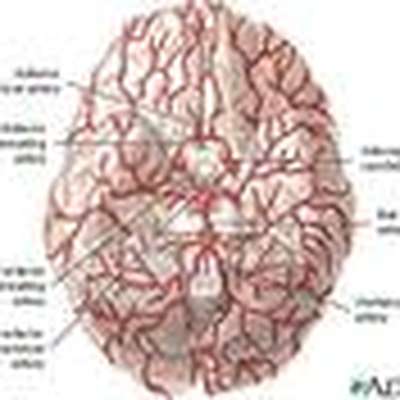 AP Psych - Biological Bases